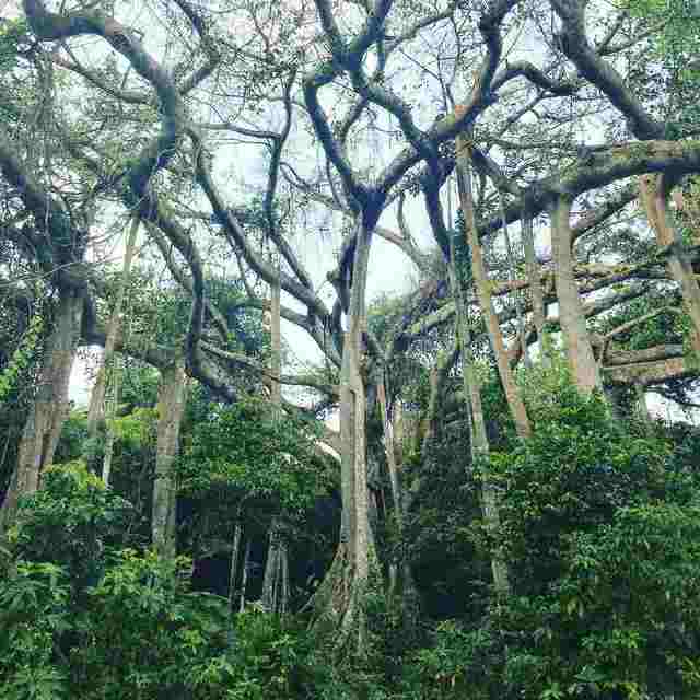 Chuyện về cây đa di sản nghìn năm tuổi ở Đà Nẵng - Ngọn hải đăng linh thiêng ngự giữa bán đảo Sơn Trà - Ảnh 5.