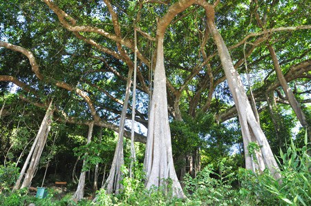 Chuyện về cây đa di sản nghìn năm tuổi ở Đà Nẵng - Ngọn hải đăng linh thiêng ngự giữa bán đảo Sơn Trà - Ảnh 6.
