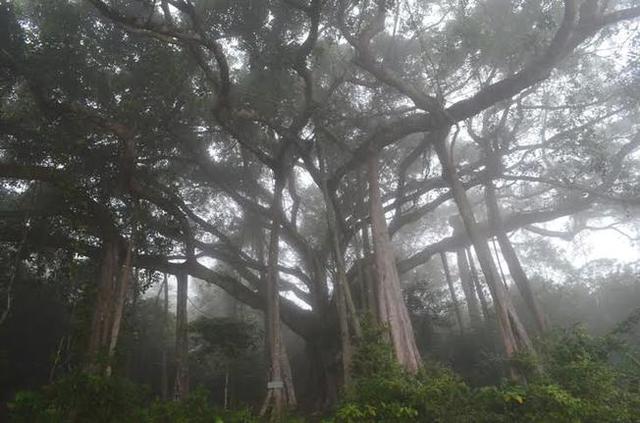 Chuyện về cây đa di sản nghìn năm tuổi ở Đà Nẵng - Ngọn hải đăng linh thiêng ngự giữa bán đảo Sơn Trà - Ảnh 7.