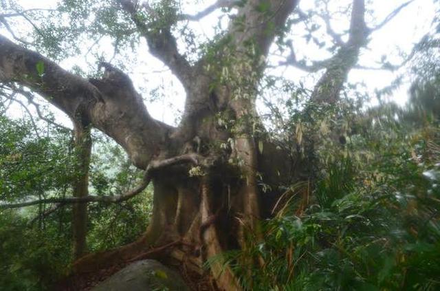 Chuyện về cây đa di sản nghìn năm tuổi ở Đà Nẵng - Ngọn hải đăng linh thiêng ngự giữa bán đảo Sơn Trà - Ảnh 9.