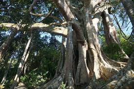 Chuyện về cây đa di sản nghìn năm tuổi ở Đà Nẵng - Ngọn hải đăng linh thiêng ngự giữa bán đảo Sơn Trà - Ảnh 10.