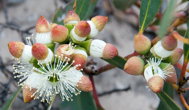   Why is eucalyptus called gold sucker?  Long-term scientific research has shown that the secret lies in the part buried deep underground - Photo 2.