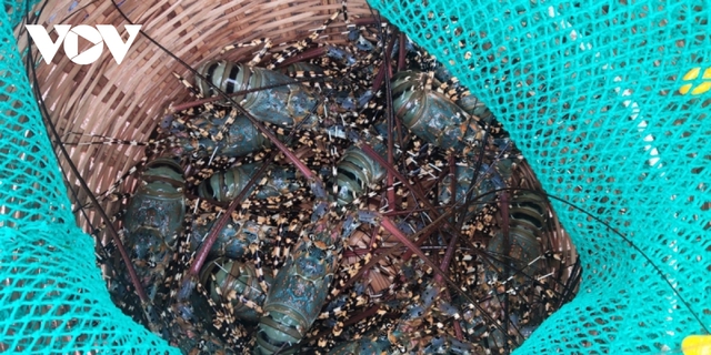   Lobster prices dropped, but no traders came to buy - Photo 3.