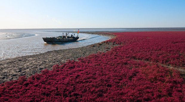  Bãi biển độc đáo ở Trung Quốc bình thường trong xanh nhưng đến mùa thu chuyển màu đỏ sặc sỡ đẹp mê hồn - Ảnh 8.
