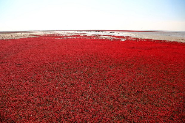  Bãi biển độc đáo ở Trung Quốc bình thường trong xanh nhưng đến mùa thu chuyển màu đỏ sặc sỡ đẹp mê hồn - Ảnh 9.