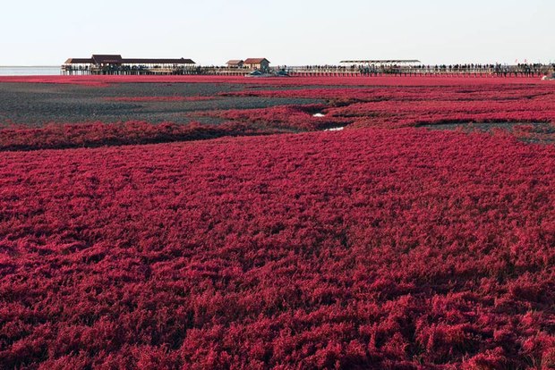  Bãi biển độc đáo ở Trung Quốc bình thường trong xanh nhưng đến mùa thu chuyển màu đỏ sặc sỡ đẹp mê hồn - Ảnh 10.