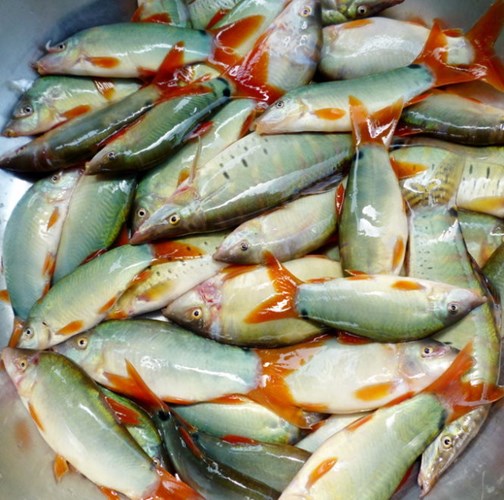 Cá heo sông Mê Kông: Thịt ngọt thơm từ màu xanh ngọc bích, muốn ăn cũng hiếm có khó tìm - Ảnh 2.