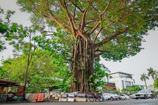 Hà Nội: Kỳ lạ những cây cổ thụ mọc giữa đường, thậm chí xuyên thủng nhà - Ảnh 4.