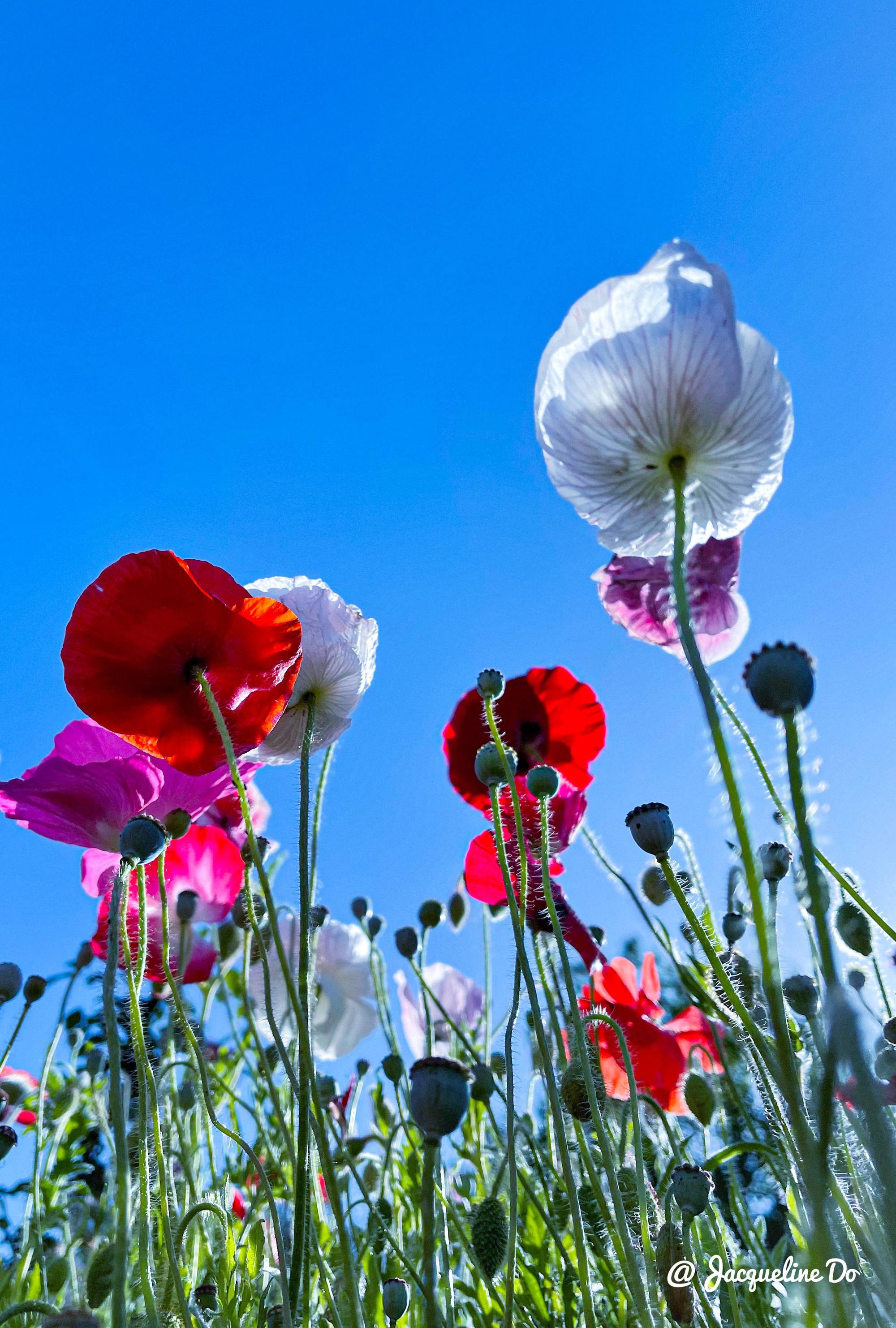 Người phụ nữ Việt ‘cõng giấc mơ hoa’ tự tay dựng nên ‘vườn địa đàng’ đẹp như cổ tích - Ảnh 18.