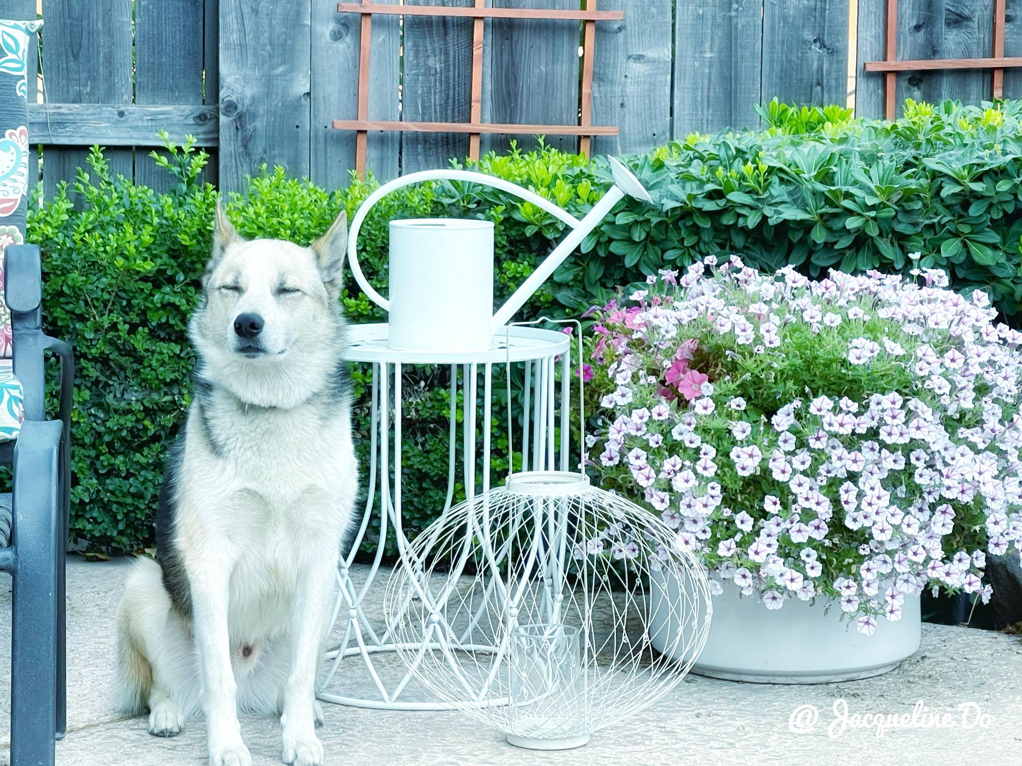 Người phụ nữ Việt ‘cõng giấc mơ hoa’ tự tay dựng nên ‘vườn địa đàng’ đẹp như cổ tích - Ảnh 3.