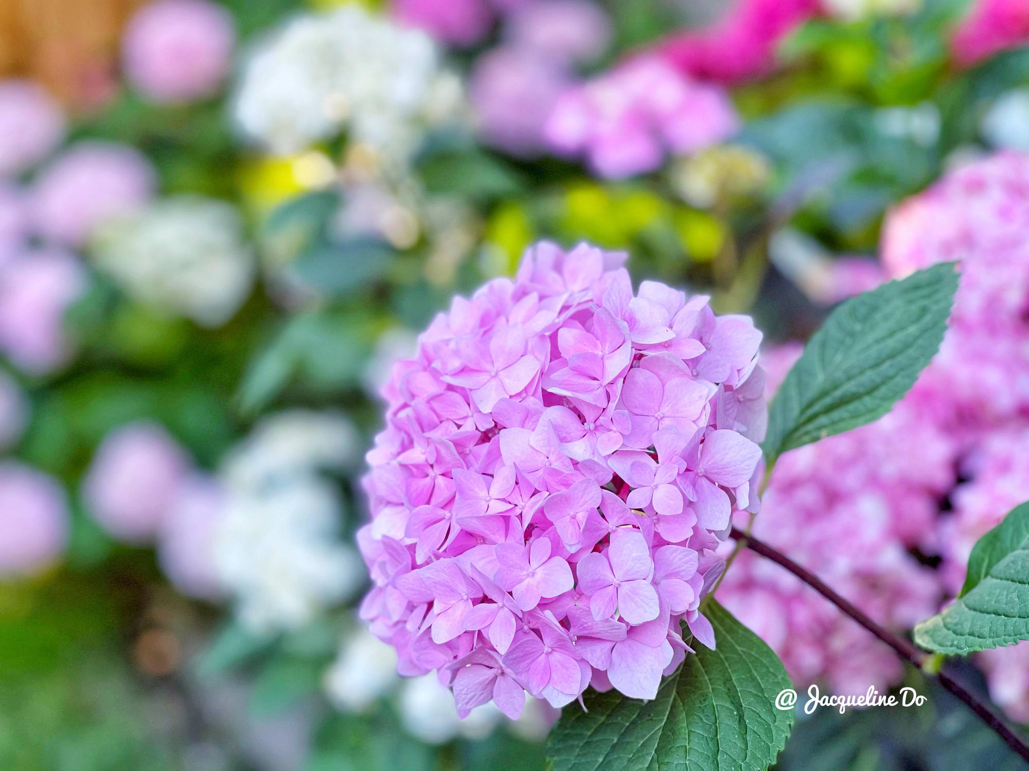 Người phụ nữ Việt ‘cõng giấc mơ hoa’ tự tay dựng nên ‘vườn địa đàng’ đẹp như cổ tích - Ảnh 19.