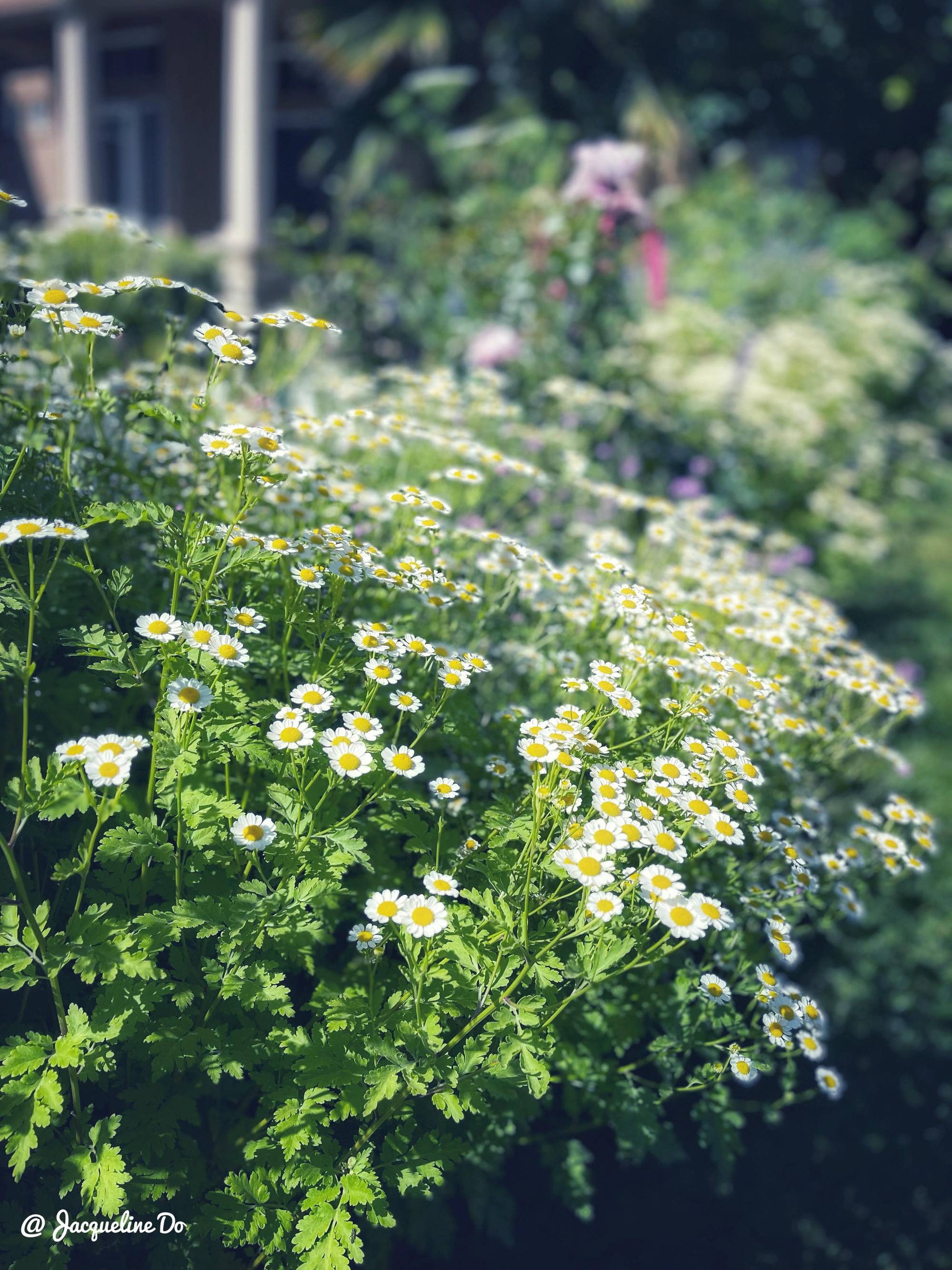 Người phụ nữ Việt ‘cõng giấc mơ hoa’ tự tay dựng nên ‘vườn địa đàng’ đẹp như cổ tích - Ảnh 20.