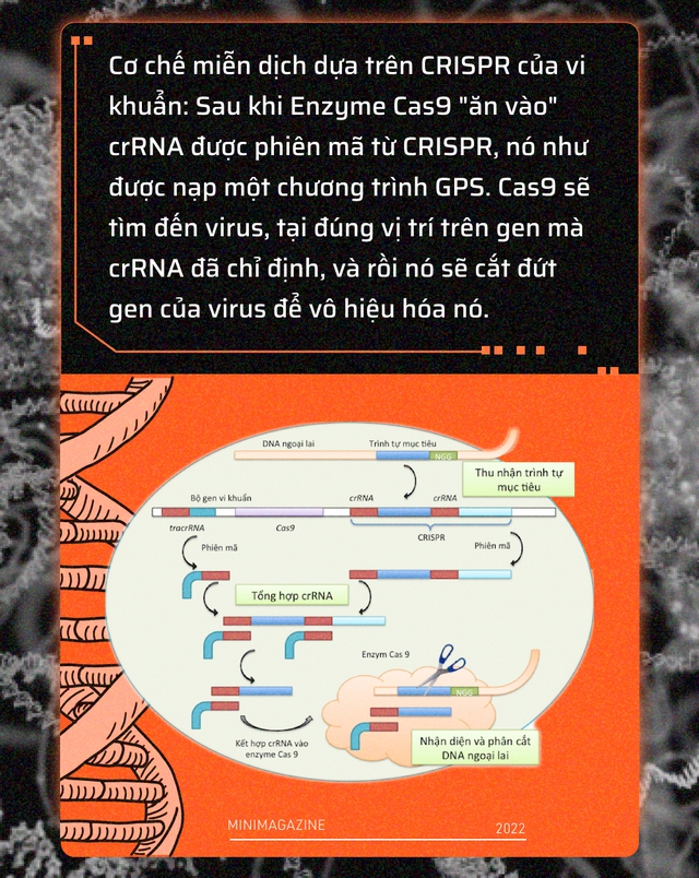Tròn một thập kỷ CRISPR: Từ nghiên cứu bị lãng quên đến giải Nobel kiến tạo kỷ nguyên mới - Ảnh 5.