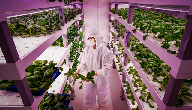 亞慱體育app迪拜建全球最大空中蔬菜“工廠”，比陸上蔬菜節水95%