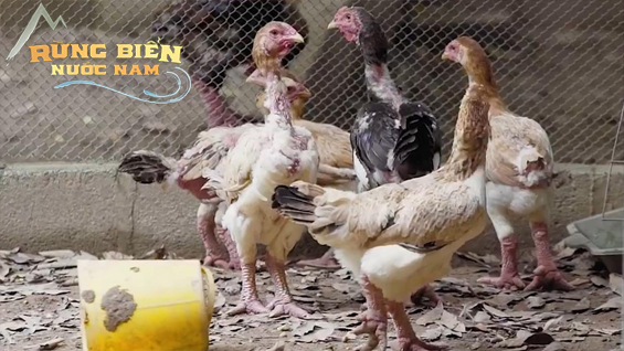  Loài gà độc nhất thế giới ở Việt Nam: Dân mạng quốc tế trầm trồ, chuyên gia ẩm thực ngỡ ngàng - Ảnh 2.