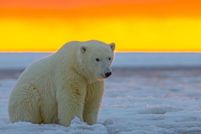 Chuẩn bị tinh thần để yêu mến cặp đôi Gấu Bắc Cực đáng yêu nhất từ trước đến nay! Quên đi stress và áp lực công việc, chỉ cần nhìn thấy hình ảnh của hai chú gấu này thôi là chúng ta đã thấy hạnh phúc rồi.