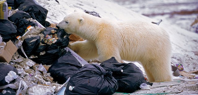 Ngày càng nhiều gấu Bắc Cực đói bụng phải vào bãi rác kiếm ăn - Ảnh 2.
