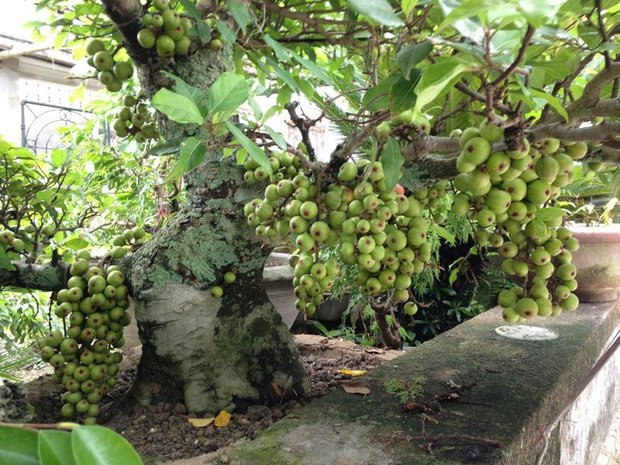 6 loại cây ví như Thần Tài, cứ trồng trước cửa là mời gọi tiền tài, lộc không đếm xuể - Ảnh 1.