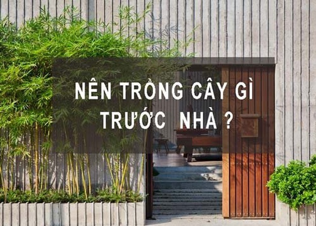 6 loại cây ví như Thần Tài, cứ trồng trước cửa là mời gọi tiền tài, lộc không đếm xuể - Ảnh 2.