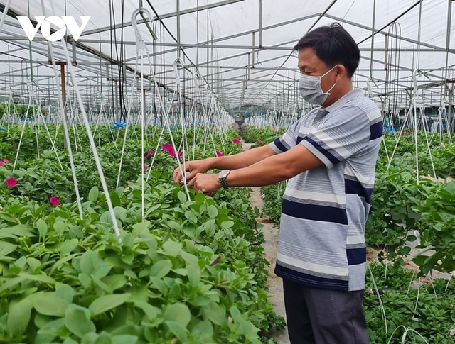 Nông dân Quảng Nam làm giàu từ trồng hoa và quất cảnh - Ảnh 1.