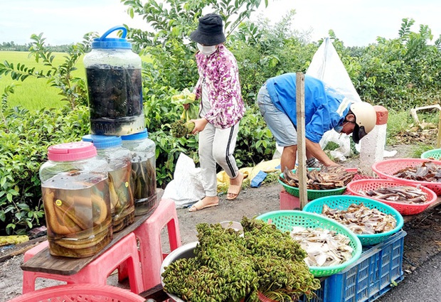  Đọt choại nhúng lẩu mắm cá đồng hao cơm phải biết - Ảnh 1.