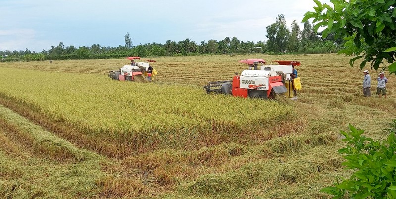 Vì sao số lượng gạo Việt vẫn còn khiêm tốn tại các thị trường cao cấp? - Ảnh 1.