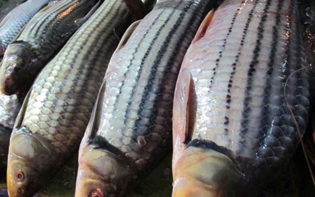 Cá sọc dưa: Loài cá sống tới 50 năm mang theo hương vị của đại ngàn Tây Nguyên - Ảnh 1.