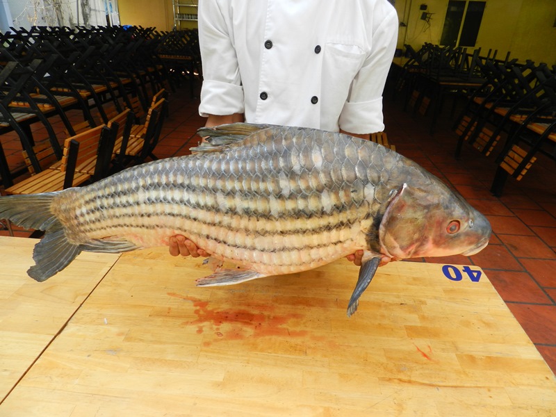 Cá sọc dưa: Loài cá sống tới 50 năm mang theo hương vị của đại ngàn Tây Nguyên - Ảnh 2.