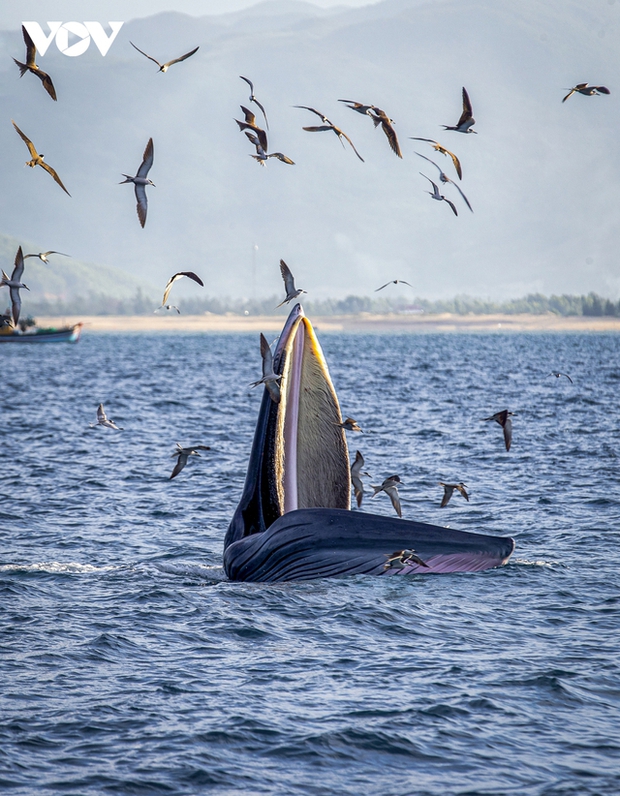 Choáng ngợp cảnh mẹ con cá voi săn mồi ở vùng biển Đề Gi - Ảnh 5.