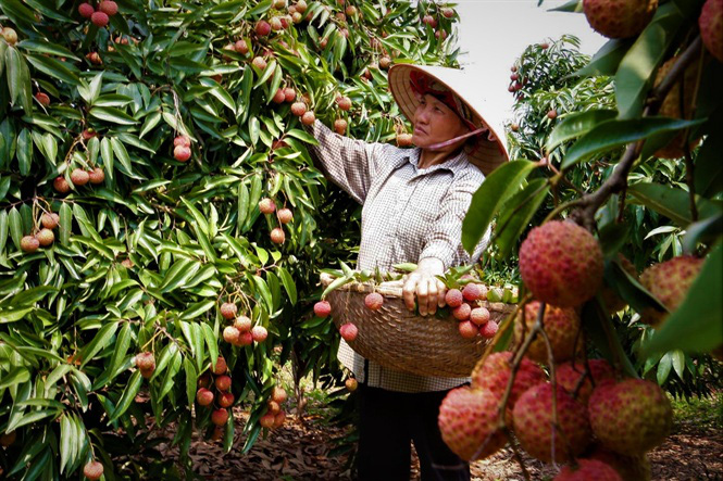 Loại quả xưa là sản vật tiến vua, còn được gọi là 'vương giả chi quả' - Ảnh 3.