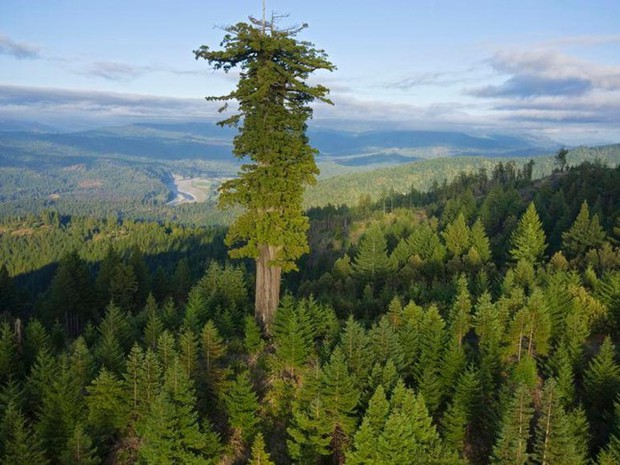 Đứng cạnh cây cao nhất thế giới sẽ bị phạt tù - Ảnh 2.