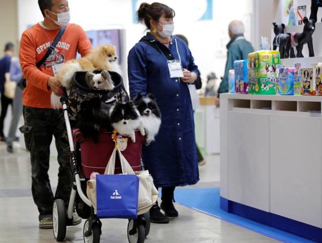 Tại sao Nhật Bản quyết định sử dụng 'thẻ căn cước' cho thú cưng? - Ảnh 2.