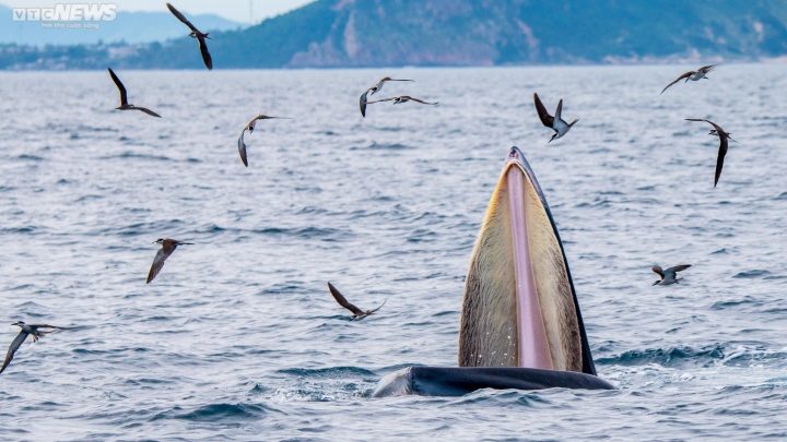 Có nên phát triển các tour du lịch ngắm cá voi ở Bình Định? - Ảnh 3.