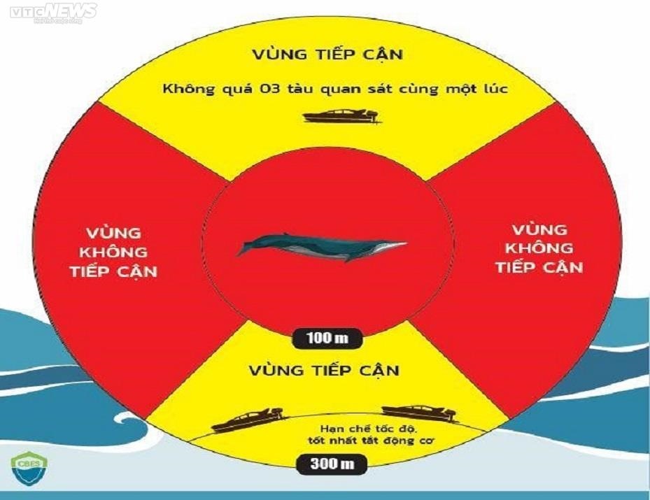 Làm thế nào giữ cá voi lại với vùng biển Bình Định? - Ảnh 8.