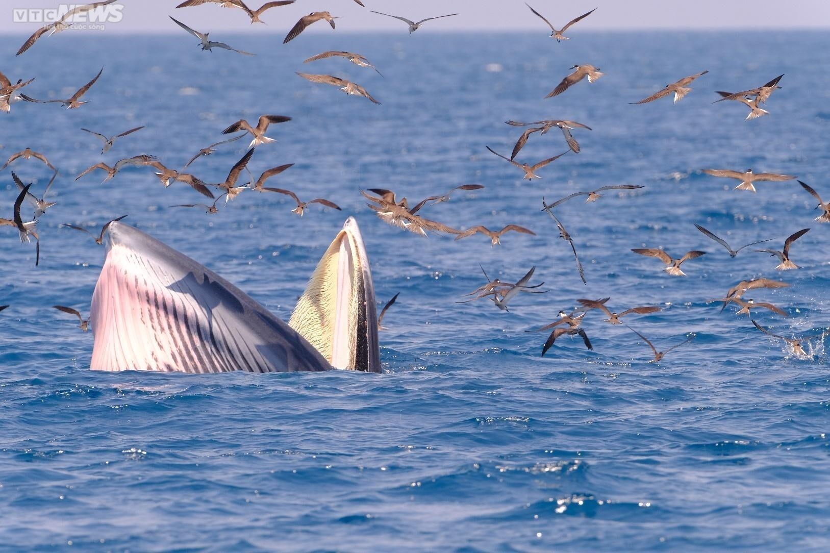 Làm thế nào giữ cá voi lại với vùng biển Bình Định? - Ảnh 6.