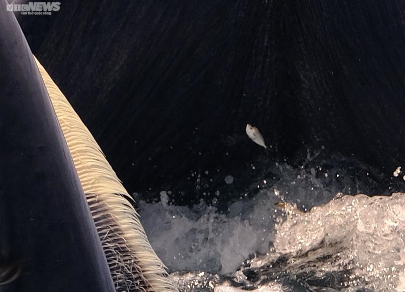 Làm thế nào giữ cá voi lại với vùng biển Bình Định? - Ảnh 4.