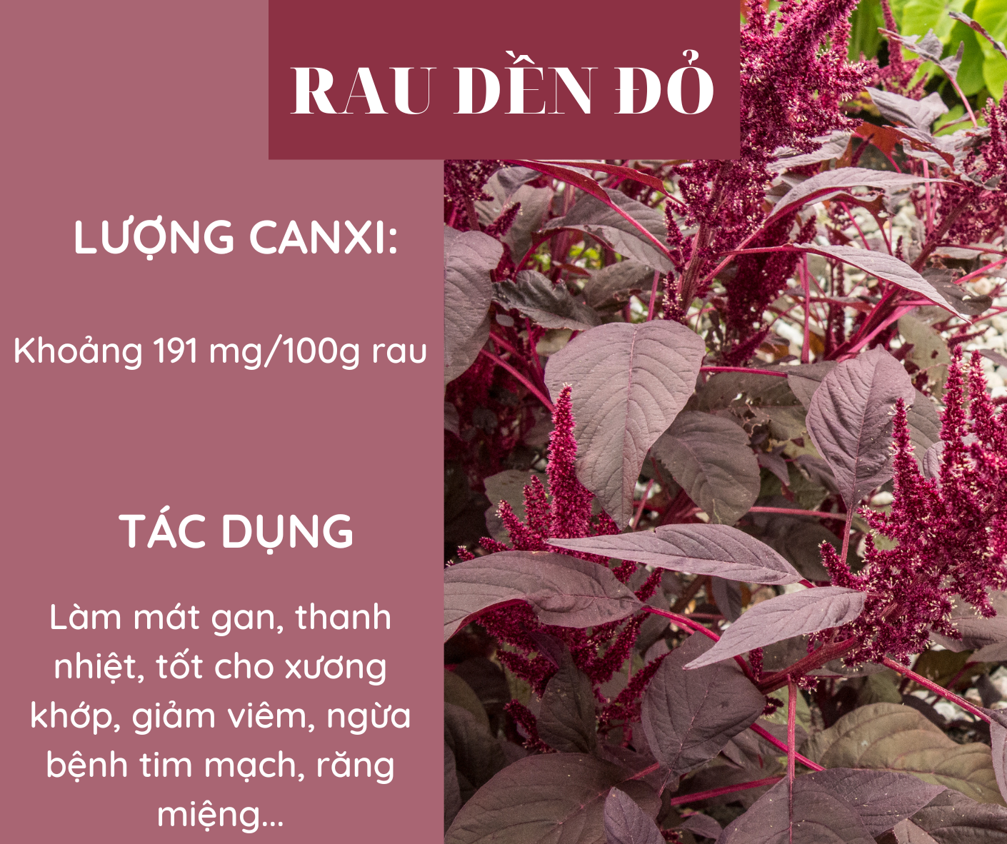 Các loại rau giàu canxi hơn sữa, bổ sung hàng ngày để phòng ngừa loãng xương - Ảnh 2. Các loại rau giàu canxi hơn sữa, bổ sung hàng ngày để phòng ngừa loãng xương - Ảnh 2.