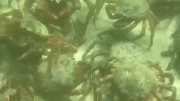 Nhiệt độ nước biển tăng, hàng nghìn con cua có độc tràn vào các bãi biển St Ives của Anh - Ảnh 1.