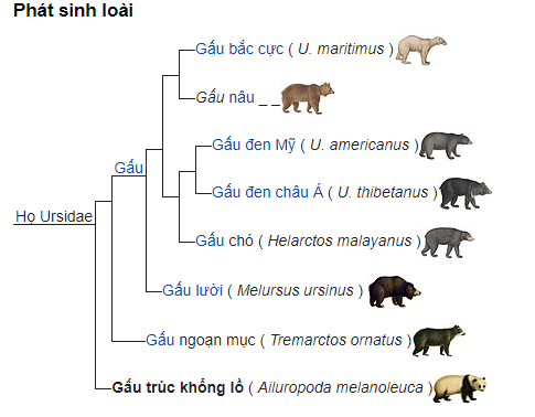  Quê hương gấu trúc có thể không phải ở Trung Quốc, mà là Châu Âu  - Ảnh 6.