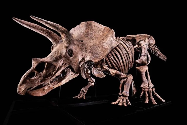 Giới siêu giàu bị chỉ trích vì sở thích 'chơi' hóa thạch khủng long - Ảnh 2.