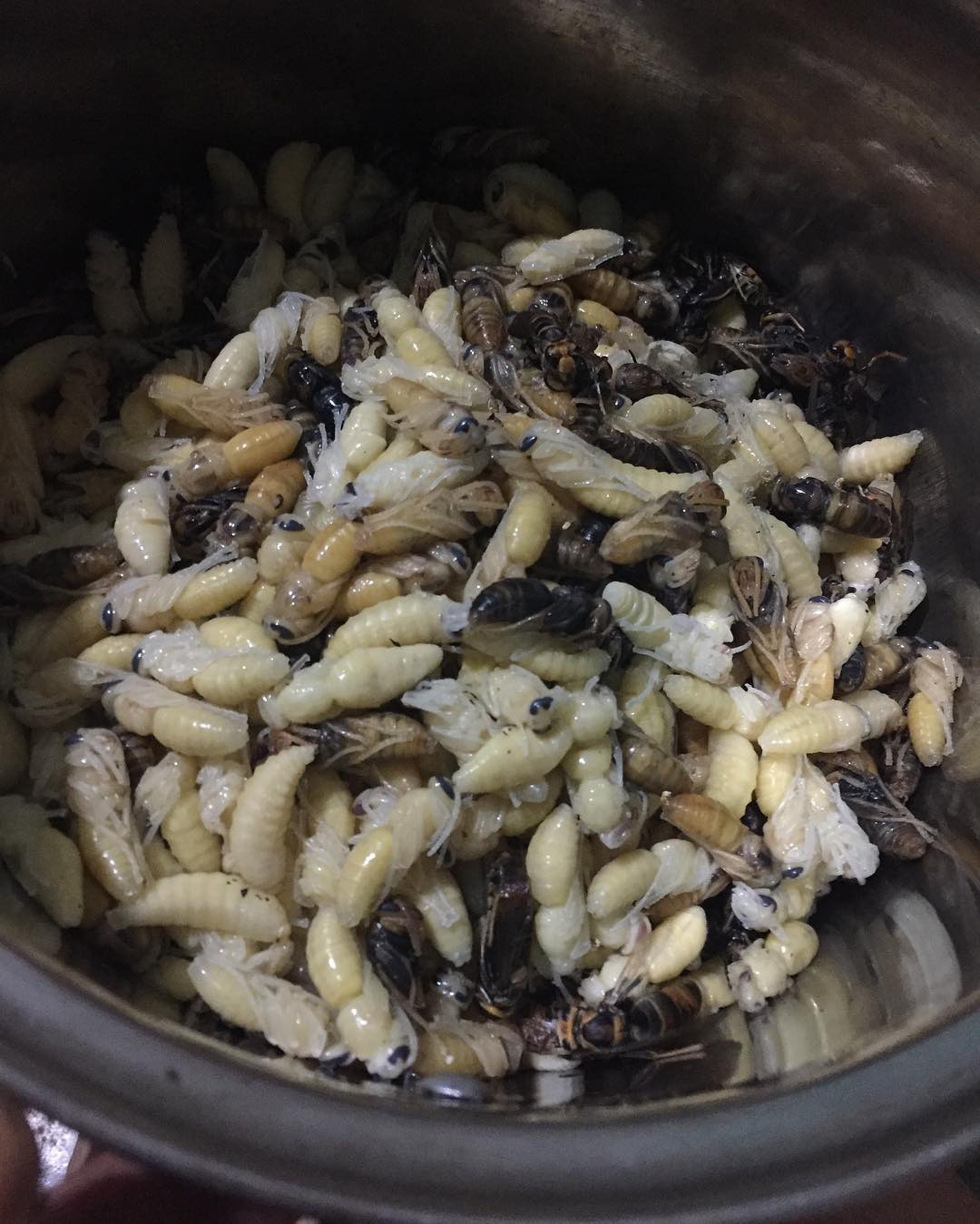 Vào mùa, nhộng ong vò vẽ giá gần nửa triệu/kg vẫn đắt hàng vì được xem như đặc sản Vào Mùa, Nhộng Ong Vò Vẽ Giá Gần Nửa Triệu/Kg Vẫn Đắt Hàng Vì Được Xem Như Đặc Sản
