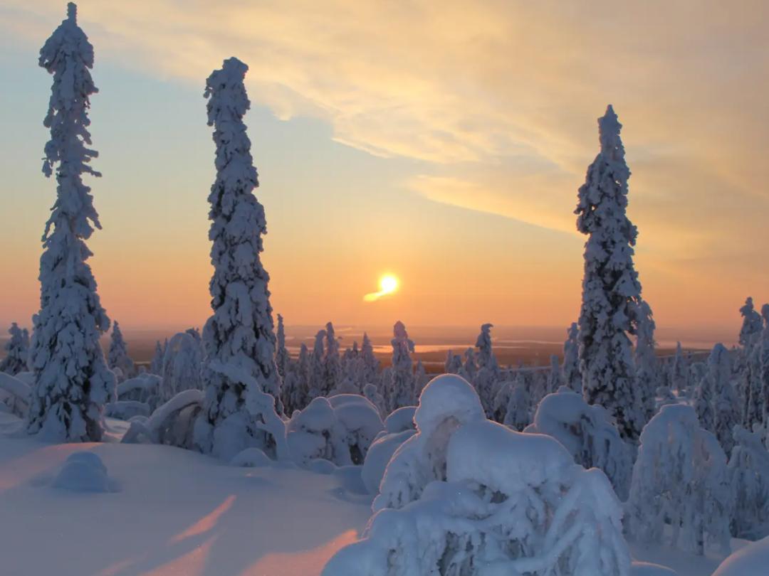 &quot;Cuộc thi ôm cây&quot; kỳ lạ ở Phần Lan - nơi con người được chữa lành bằng những cái ôm thiên nhiên vào lòng - Ảnh 4.