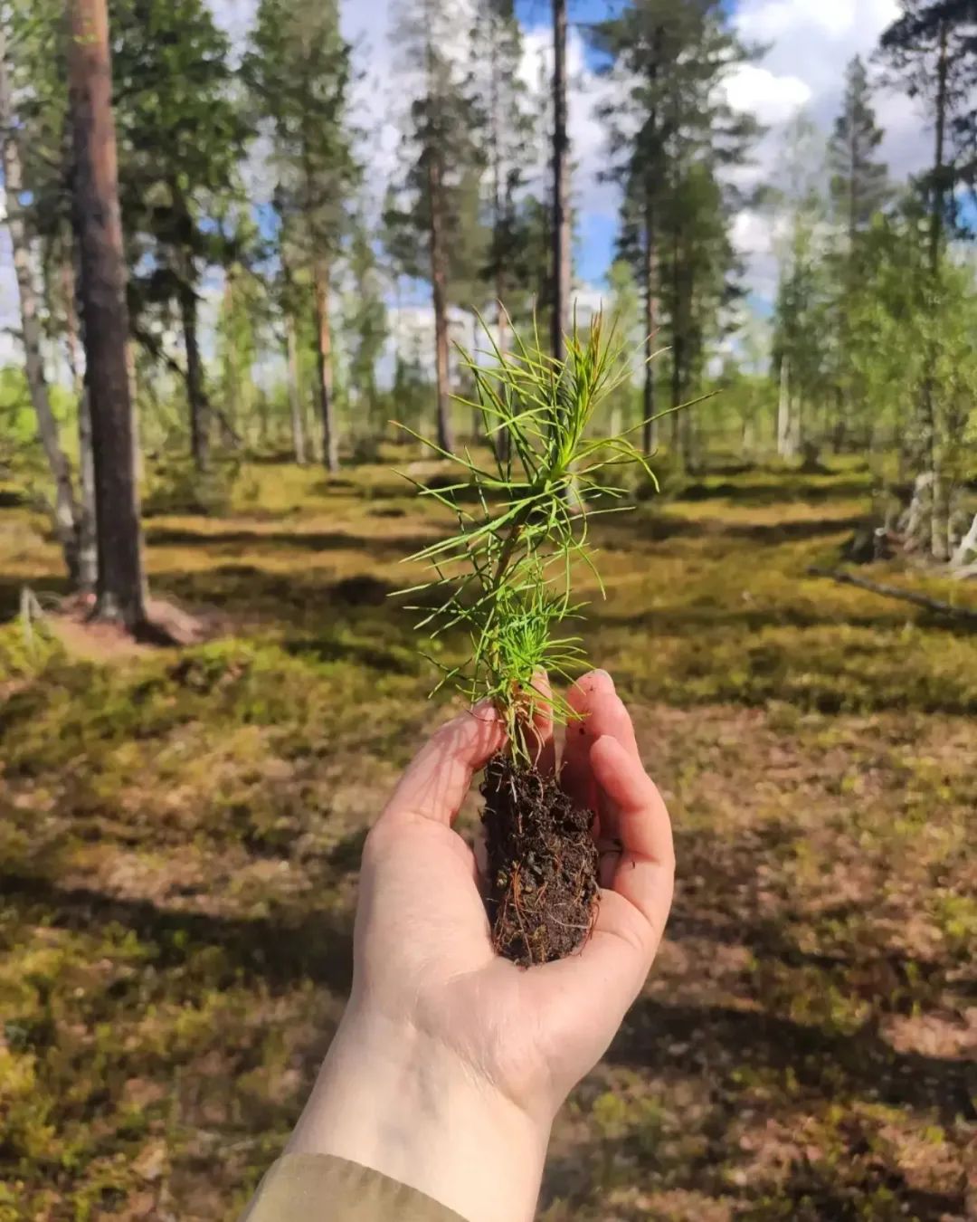 &quot;Cuộc thi ôm cây&quot; kỳ lạ ở Phần Lan - nơi con người được chữa lành bằng những cái ôm thiên nhiên vào lòng - Ảnh 21.