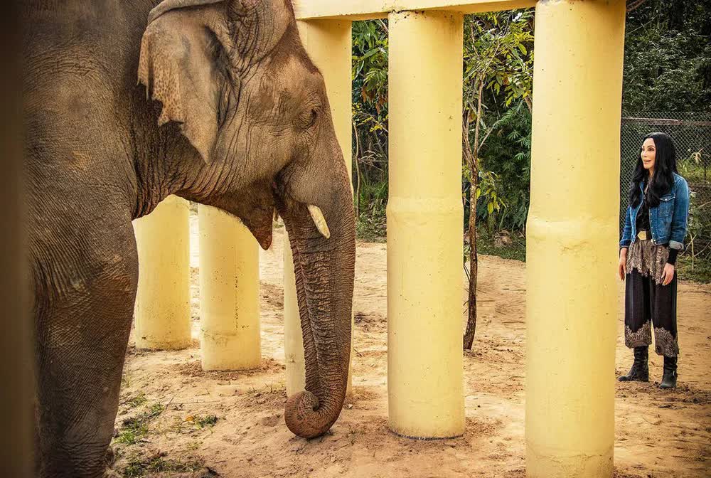 Hành trình xúc động giải cứu chú voi cô độc nhất thế giới: Sống mòn trong dây xích! - Ảnh 2.