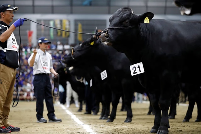 Bên trong 'thế vận hội' so găng những con bò wagyu lấy thịt đắt đỏ bậc nhất Nhật Bản - Ảnh 1.