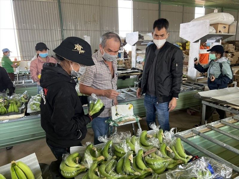 Vì sao mô hình &quot;heo ăn chuối&quot; của bầu Đức tạo ra làn sóng tranh luận trong thời gian gần đây? - Ảnh 1.