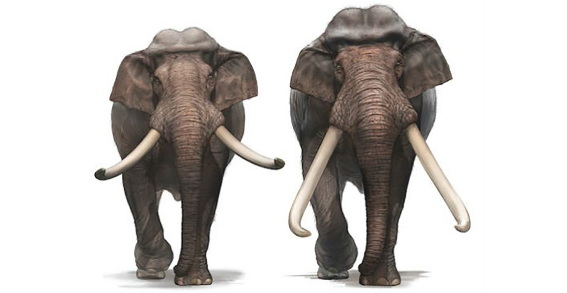 Các nhà khảo cổ học Israel tìm thấy ngà của một loài voi khổng lồ 500.000 năm tuổi - Ảnh 4.