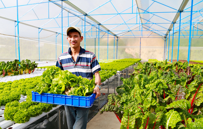 Vụ rau VietGAP dởm vào siêu thị: Lâm Đồng tăng cường quản lý nguồn gốc nông sản - Ảnh 1.