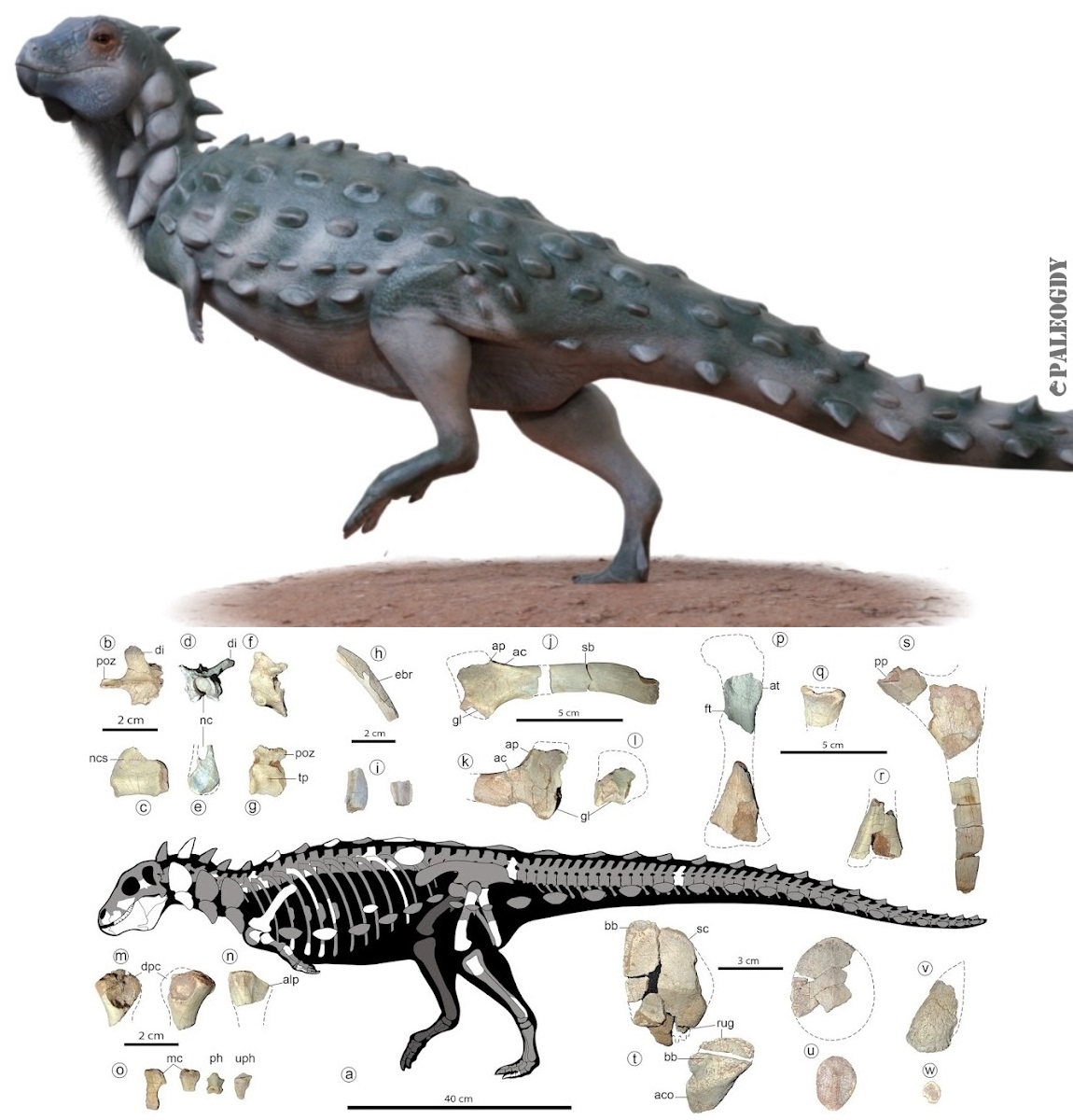 Bất ngờ phát hiện một loài khủng long hoàn toàn mới tại Argentina!  - Ảnh 3.
