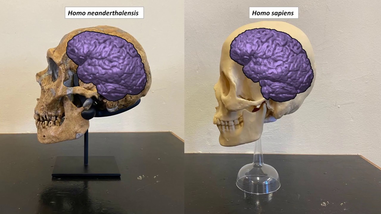 Sự khác biệt giữa não người và não người Neanderthal là gì? - Ảnh 1.